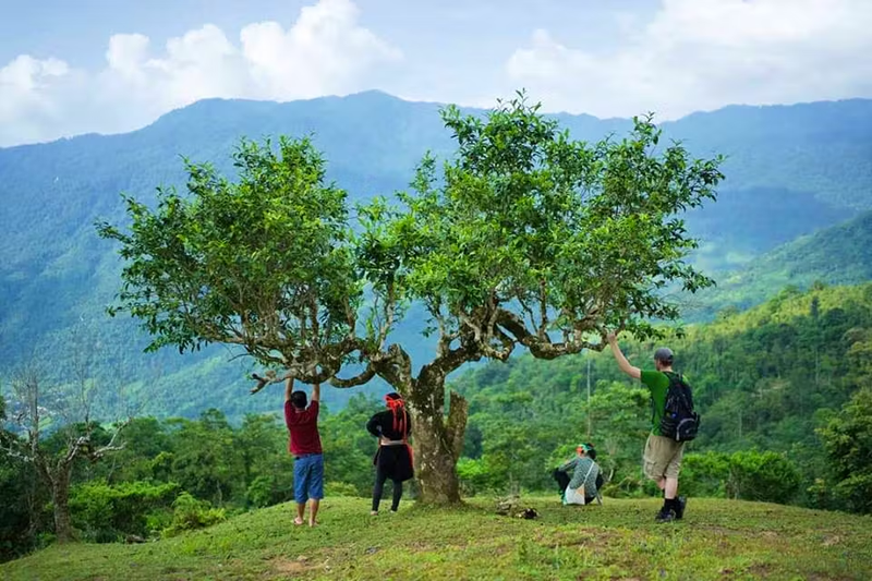 Kho Báu Trà & Câu Chuyện Bản Địa (3)